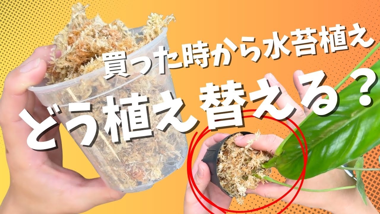 『水苔は劣化しやすい？』買った時に水苔で植えてある植物の植え替え【観葉植物】