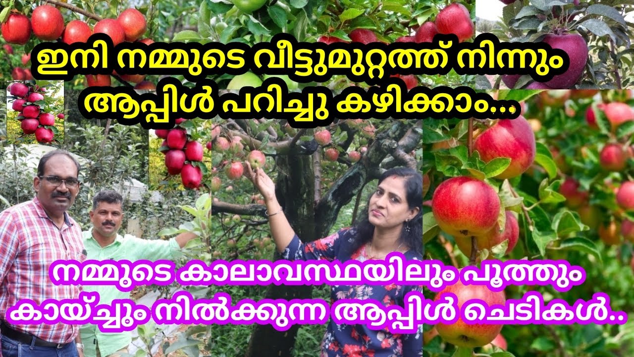 ഏത് ചൂട് കാലാവസ്ഥയിലും  കായ്ക്കുന്ന ആപ്പിൾ🍎ആപ്പിൾ തൈ പൂക്കാനും കായ്ക്കാനും ചെയ്യേണ്ട കാര്യങ്ങൾ#Apple