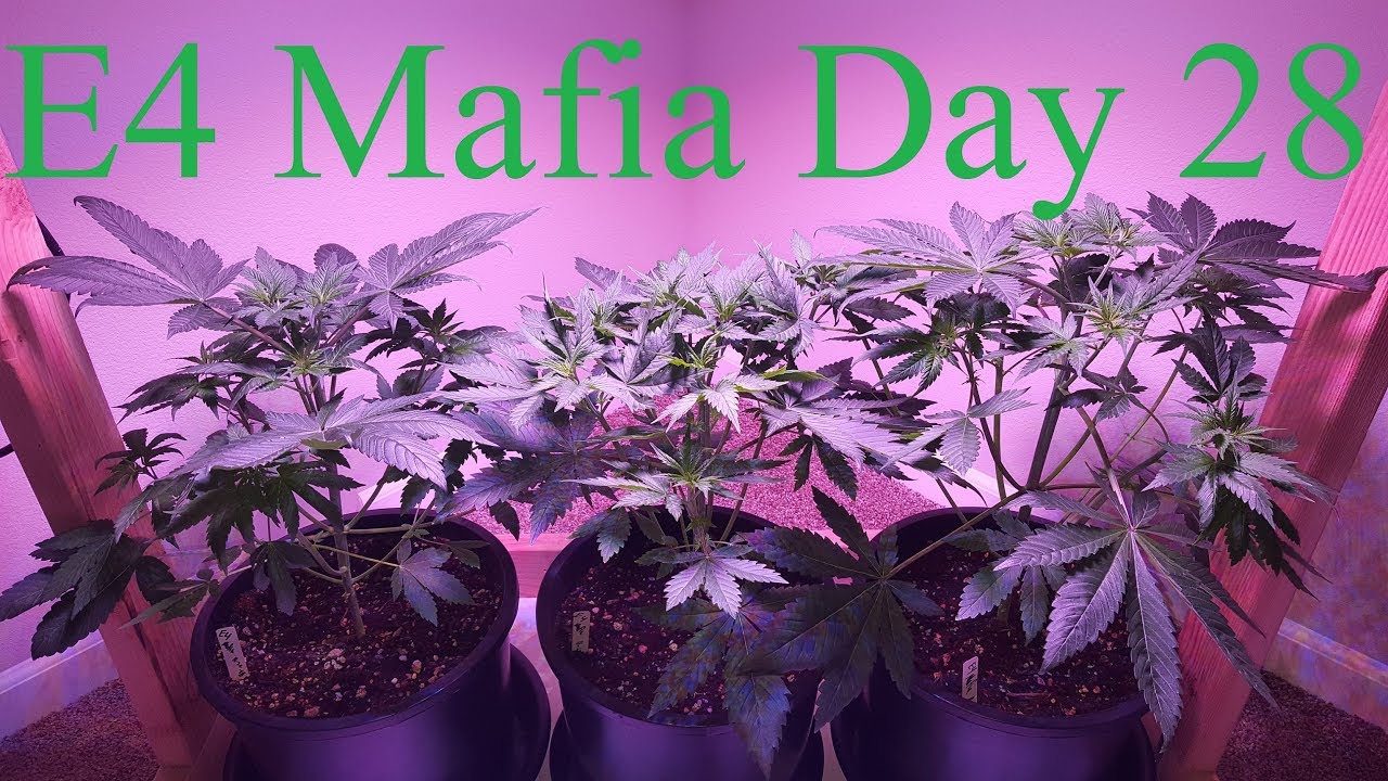 Calivetgrown E4 Mafia Grow Day 28