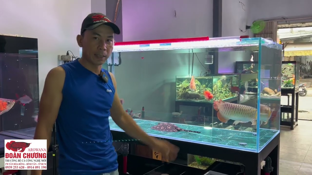 Rì qiu chiếc hồ thông minh I Hồ Cá Đoàn Chương