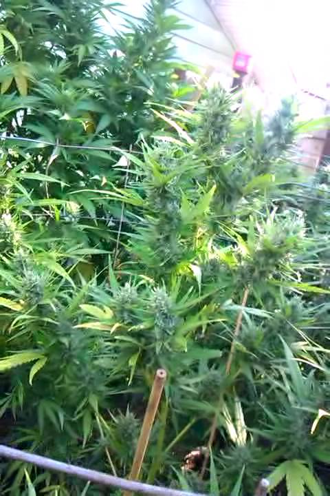 Gsc, querkle, strawberrykush, 3 Weeks till harvest