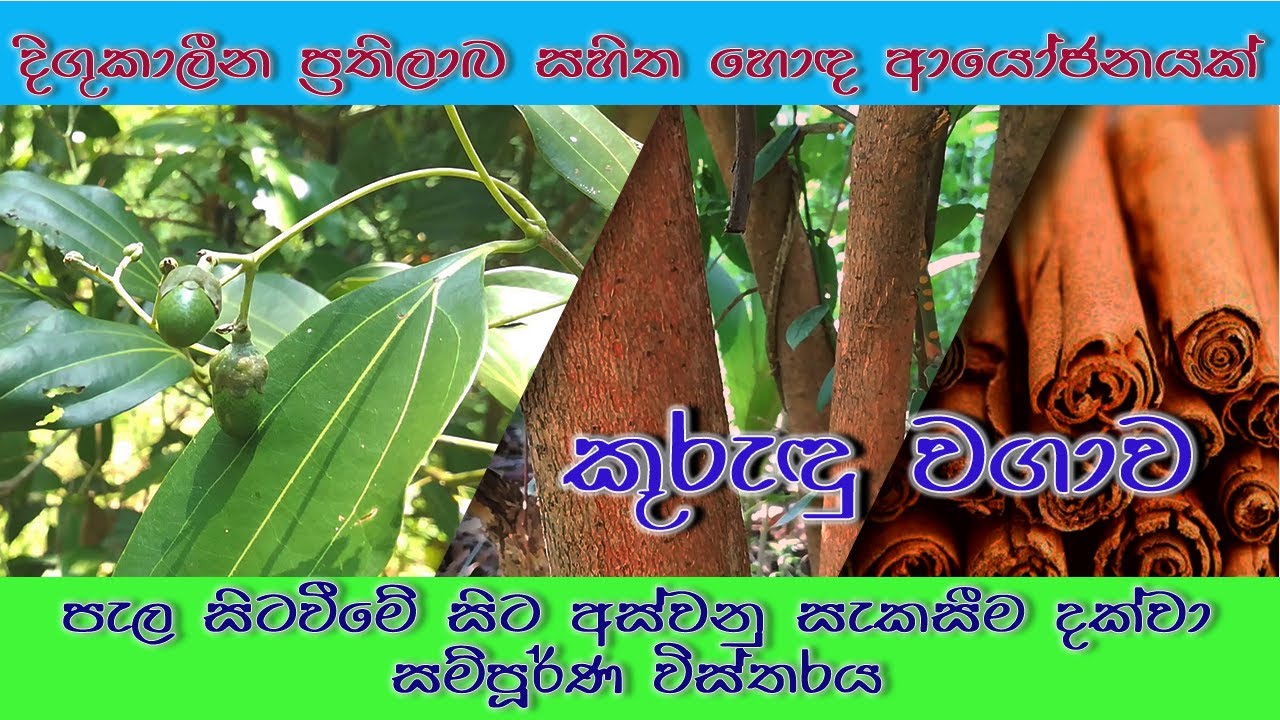 Cinnamon cultivation In Sri Lanka (From planting to harvest processing) I home use & economical I