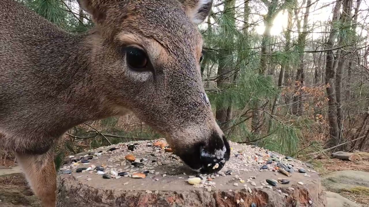 Deer
