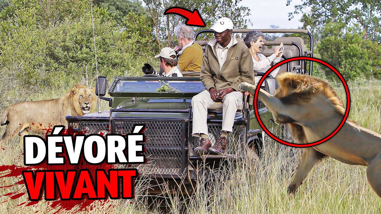 5 Attaques D'animaux Les Plus TROUBLANTES au Parc National Kruger...