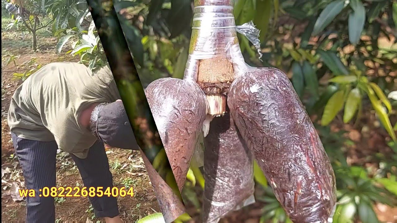 panen potes cangkok susu