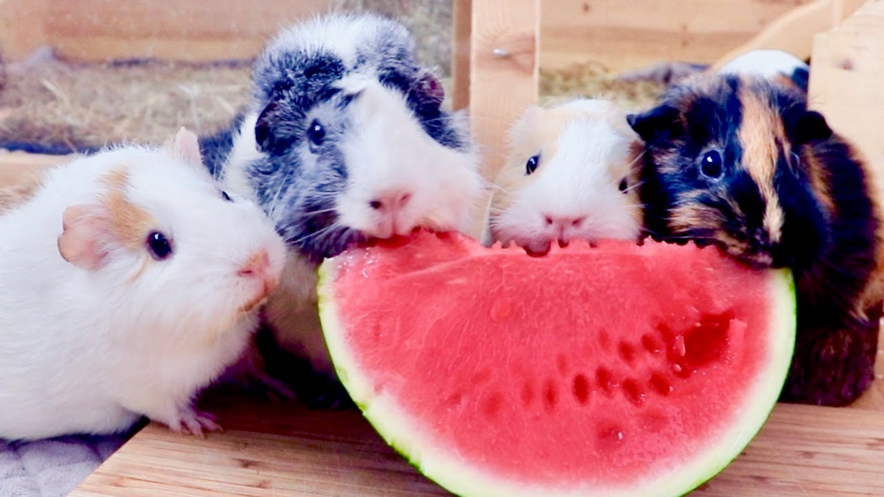 Guinea Pigs Eating Watermelon