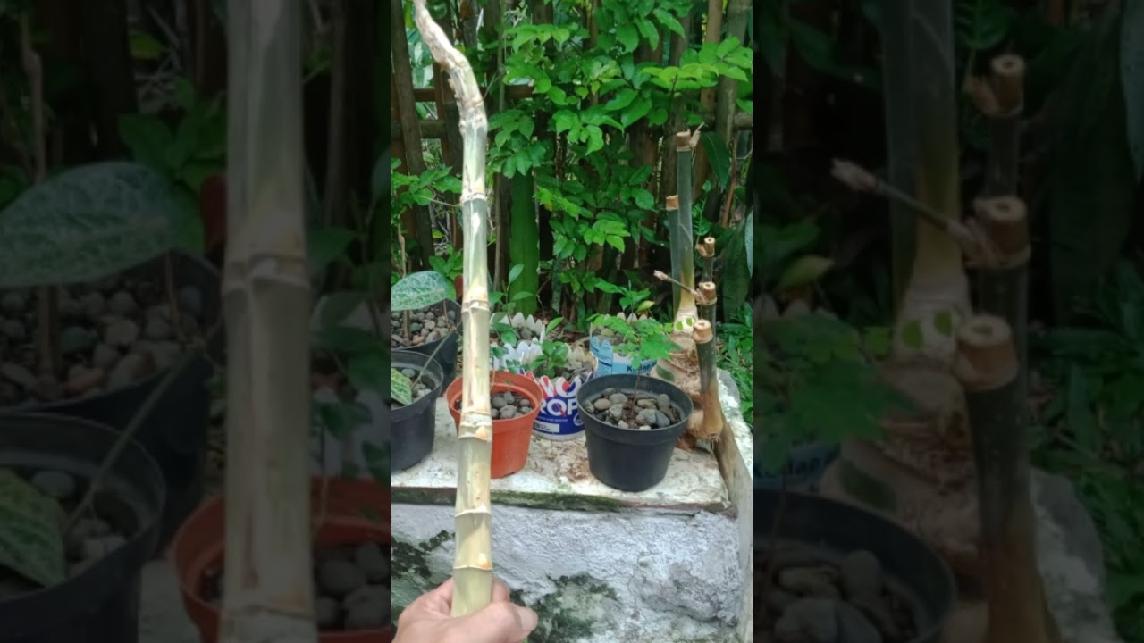 Mitos/Mistis bambu unik