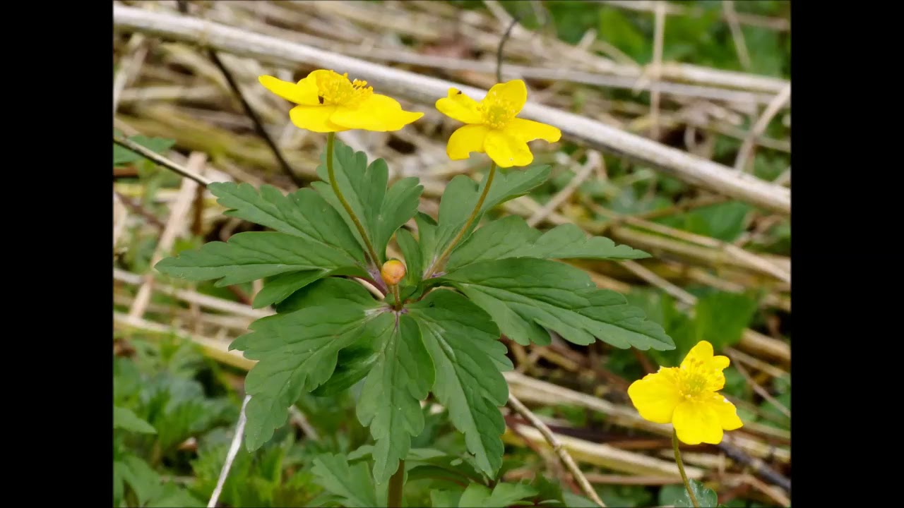 Frühling am Saalleitenweg - zur Kirchenruine Töpfersdorf