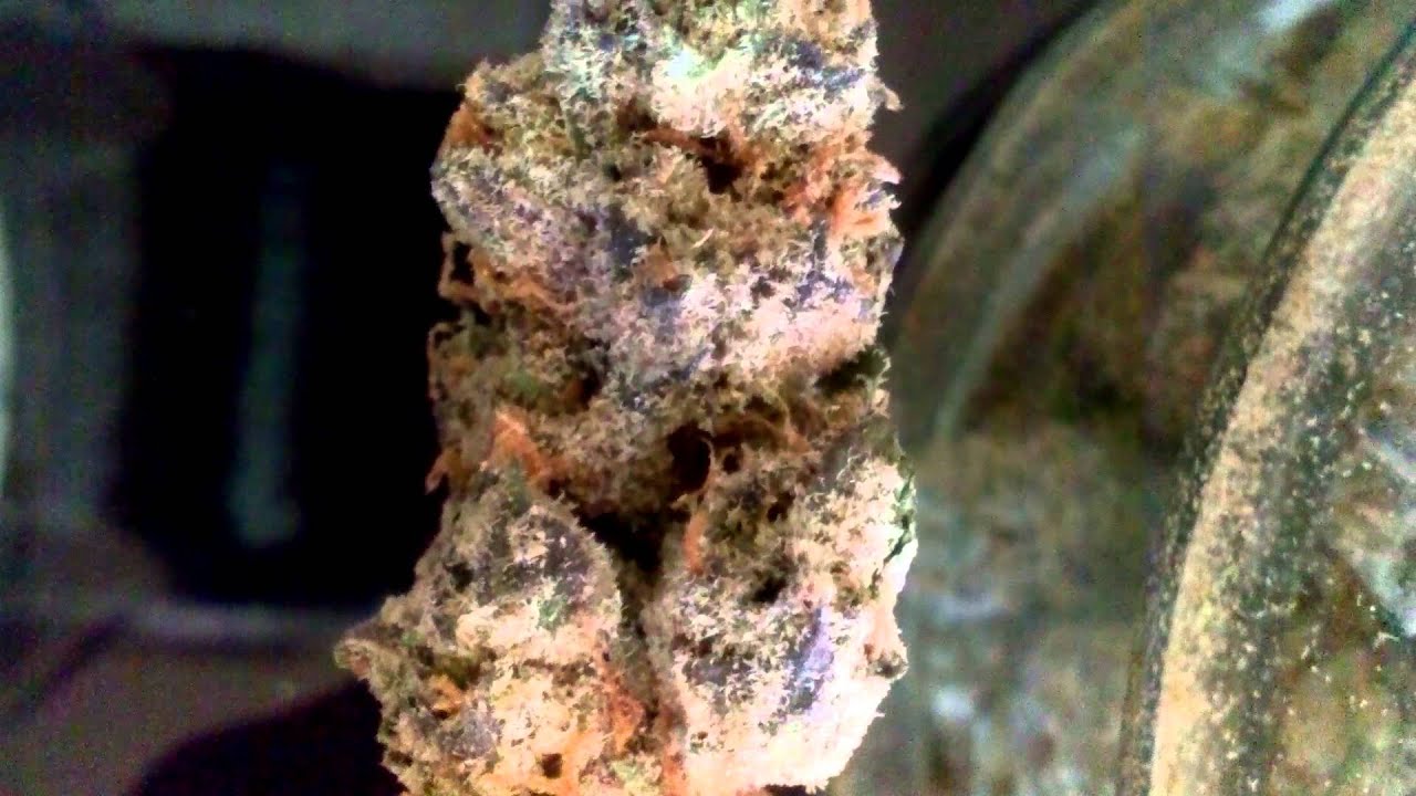 Rascal's Og Kush- HD Weed Porn