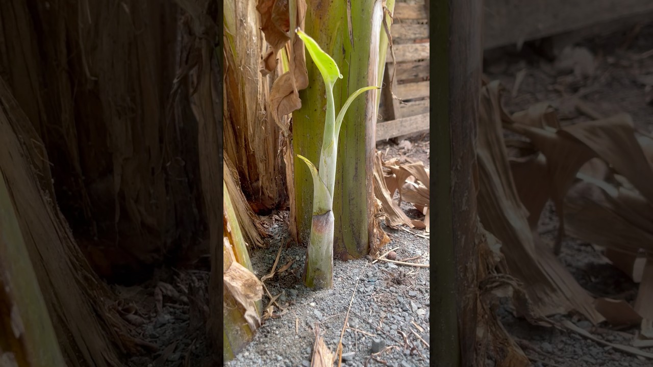 new banana plant 