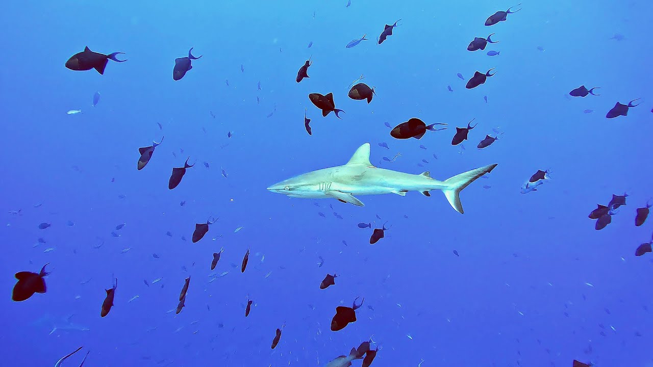 Palau Bumphead Parrotfish Spawning 2023 (Extended)