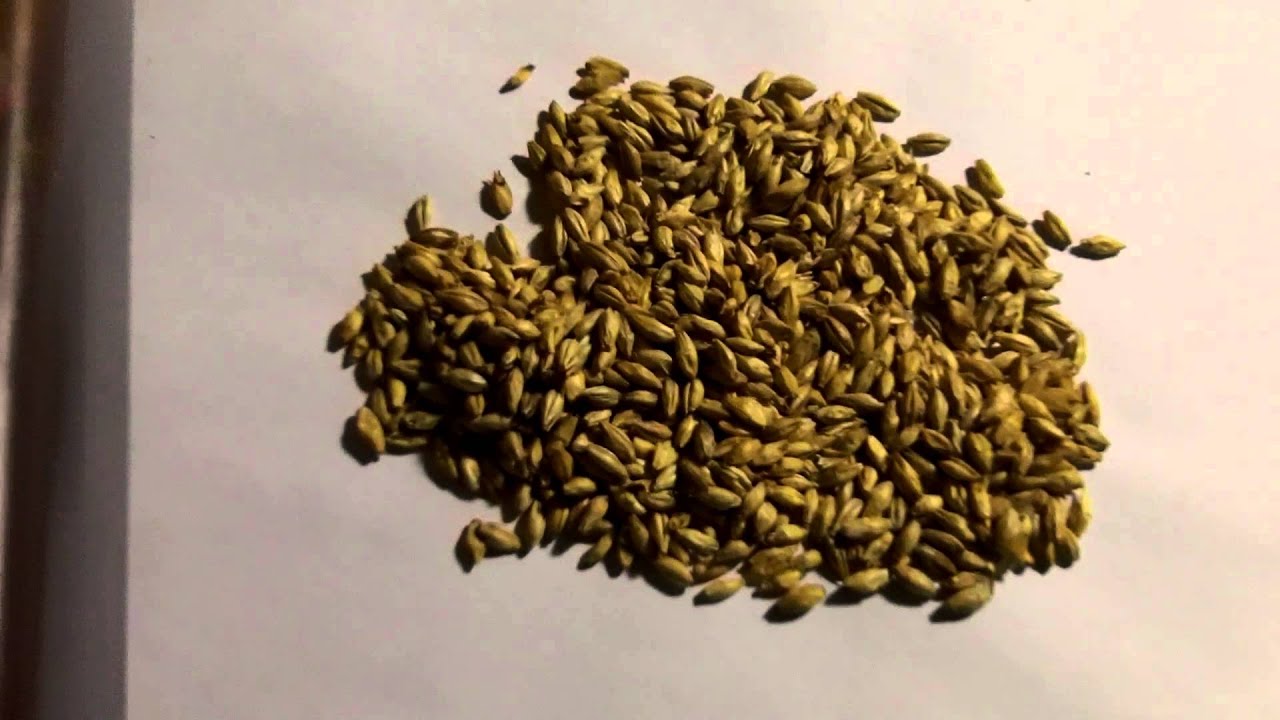 Part 1: What is Malt Extract?