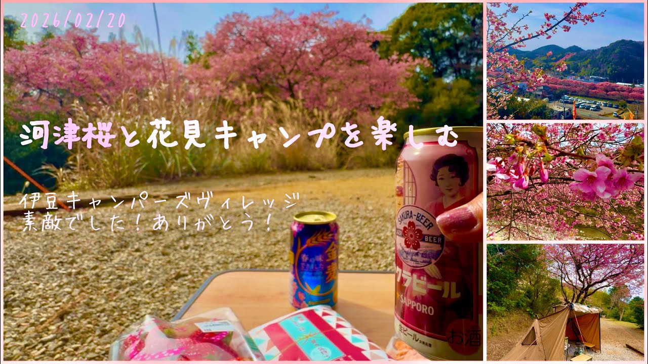 🌸河津桜と花見キャンプを楽しむ🌸伊豆キャンパーズヴィレッジ 素敵でした！ありがとう！