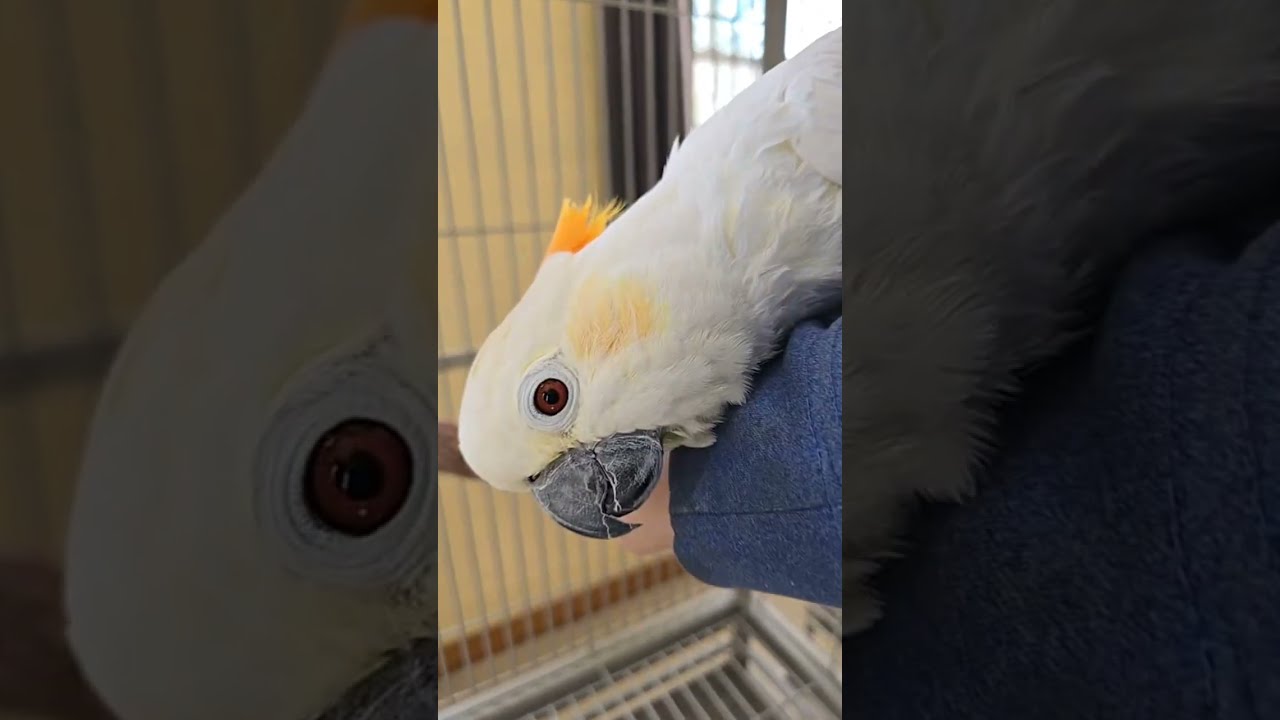 Showing all of our babies