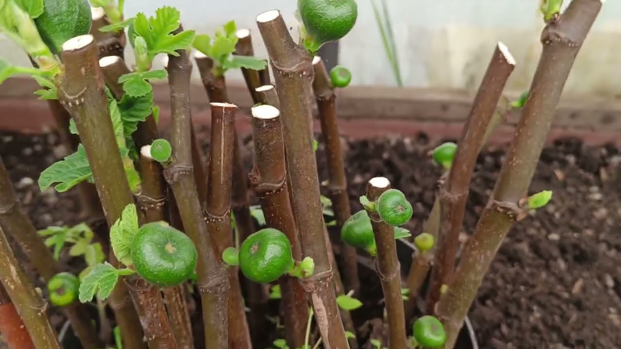 How To Grow Fig Tree Cuttings In The UK