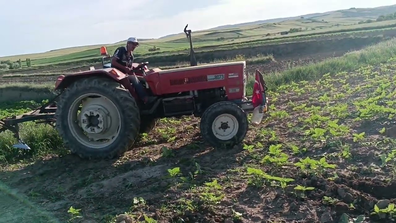 styer 8073 ayçiçeği çapasına devam ediyoruz