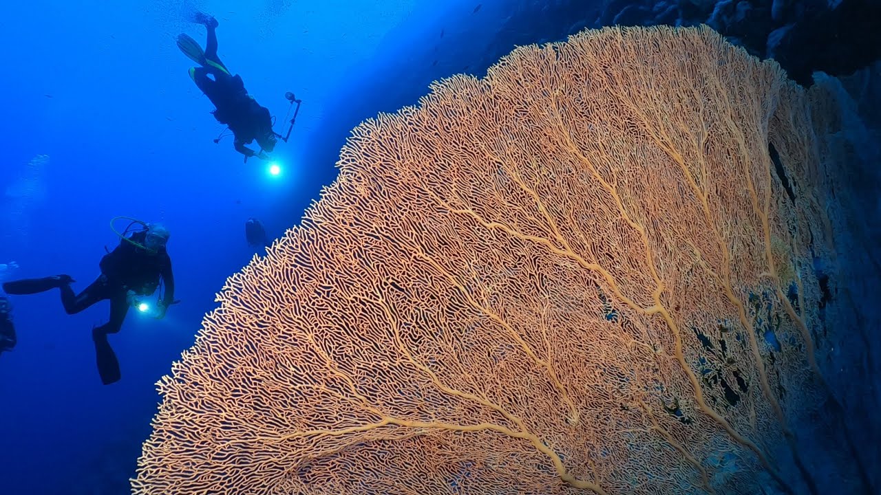Mar Rosso 2023 Crociera BDE - ( GoPro - Inon - Supe )
