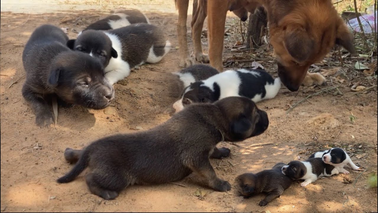 11-Day-Old Puppies with Their Loving Mother🐶❤️