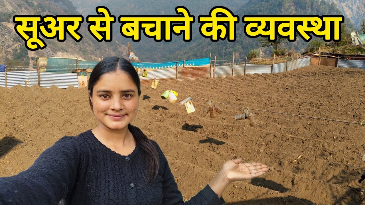आलू की खेती को सूअर से बचाने की व्यवस्था 🐷।। Pahadi Lifestyle Vlog || Kedarghati || Kareenavlogs11||