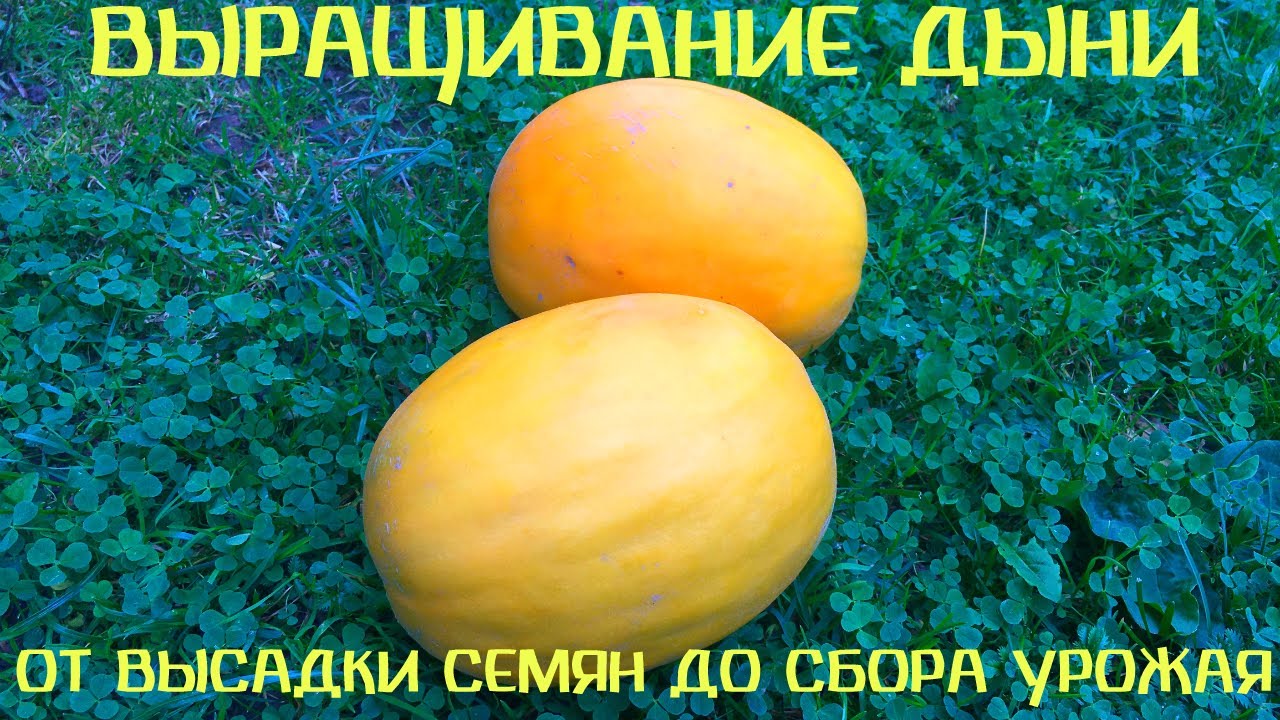 Как вырастить дыню в Беларуси. От посадки семян до сбора урожая. Лучший сорт!