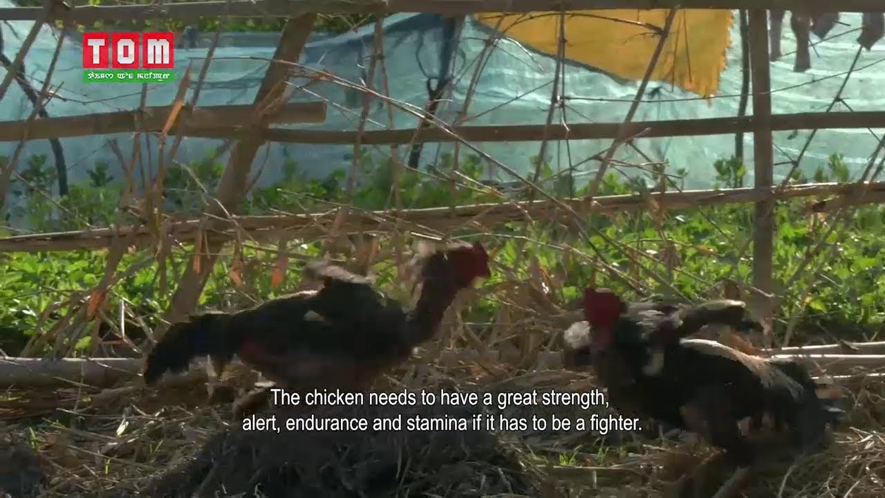 TOM TV PRESENTS KAONA YEN a Gamefowl of Manipur