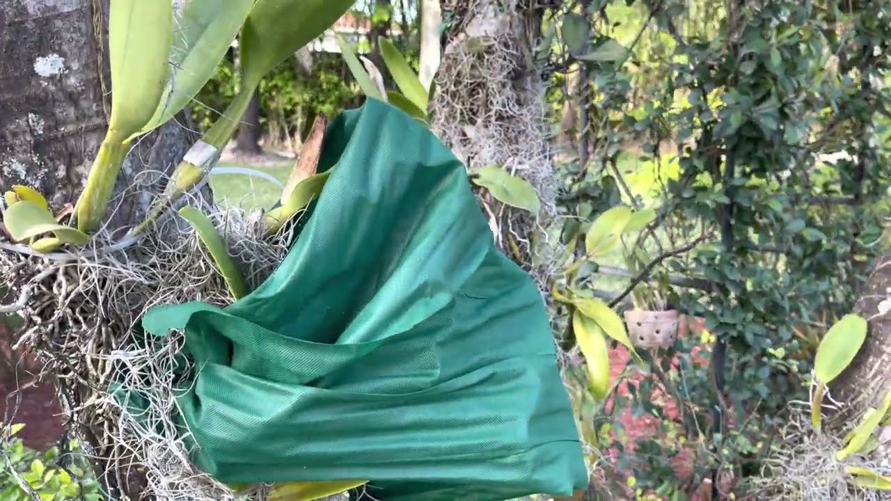 Orchid Garden Update, Covering Mounted Orchids, Freezing Temperatures In South Florida, January 29