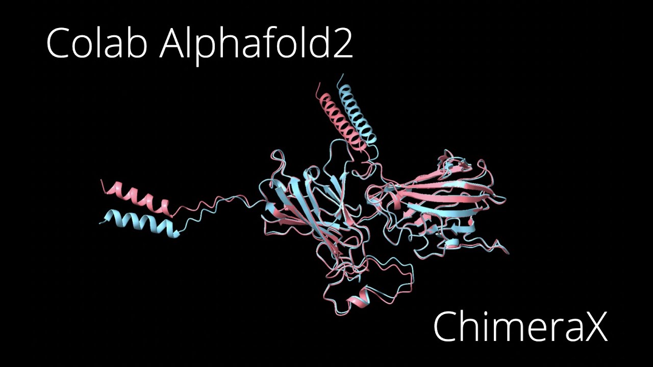 How to use Google Colab Alphafold2 and ChimeraX