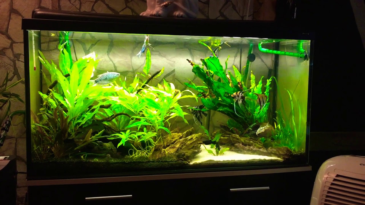 Aquarium, Skalar, Fadenfisch, Black Molly, Betta Splendens, Aqua Scape, Hard scape