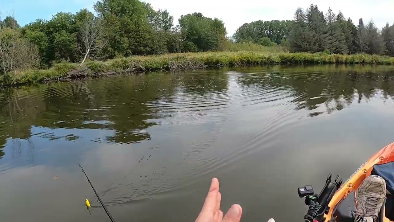 Trout jumps 3 feet out of the water