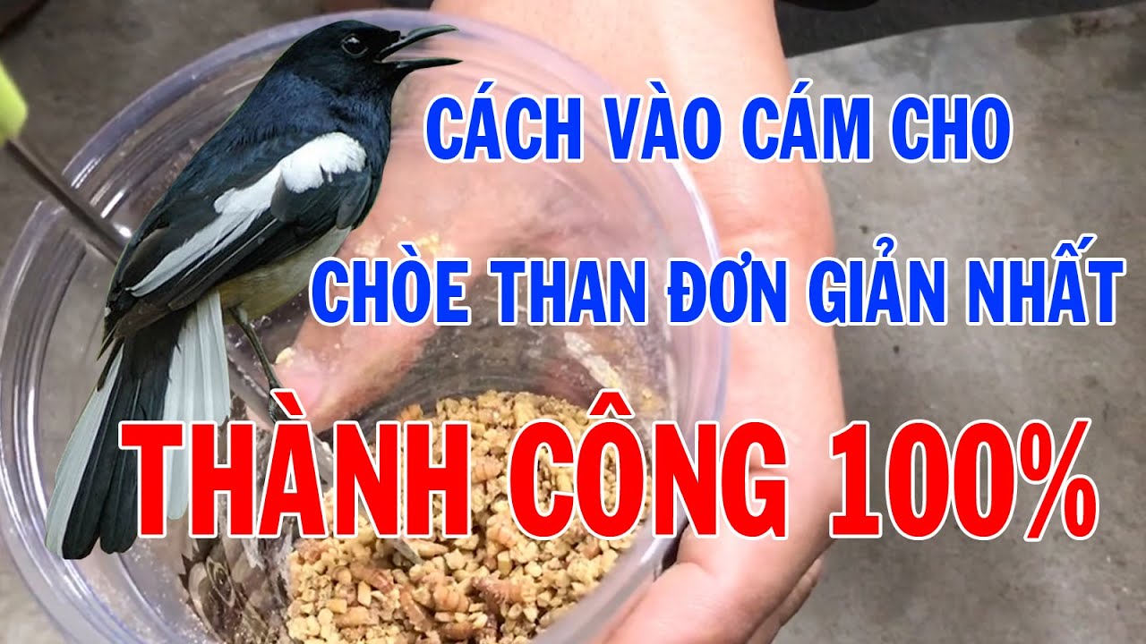 Cách Vào Cám Cho Chòe Than Đơn Giản Nhất - Thành Công 100%