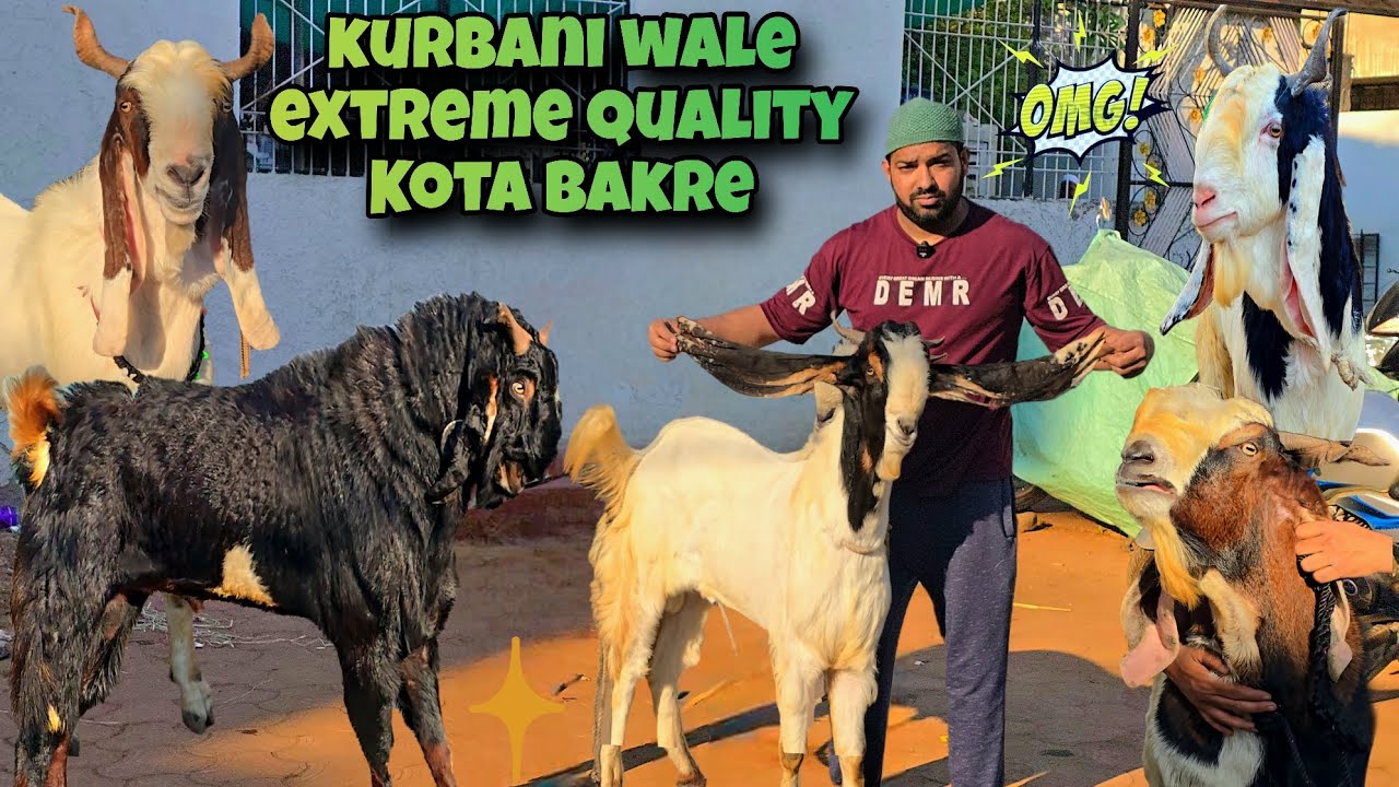 Коллекция Наяба Кота. Звоните скорее ☎️ в Shakeel Bhai #kotagoats
