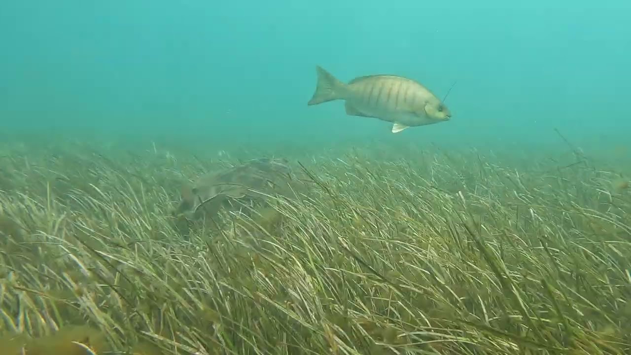 Fiddler Ray cruising thru seagrass meadow