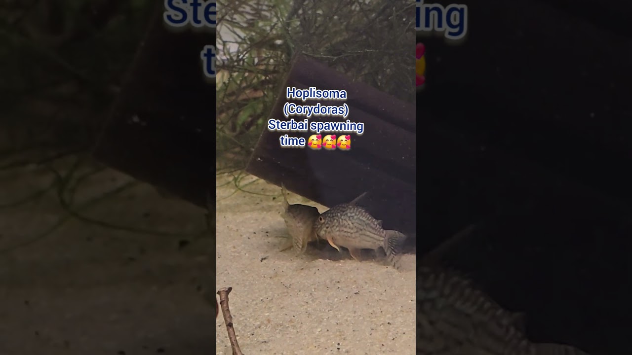 Hoplisoma (corydoras) sterbai spawning 🥰🥰🥰🐠 