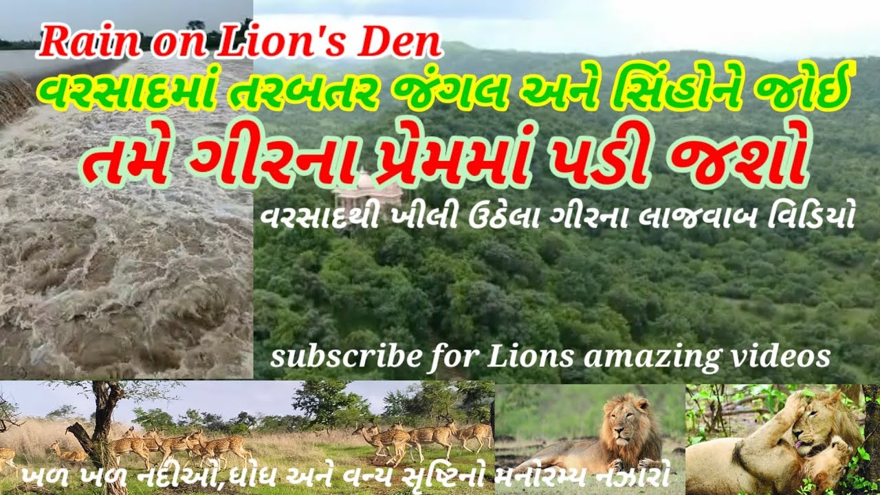 વરસાદમાં ભીંજાતા સિંહો અને ગીરના જંગલનું સૌદર્ય નિહાળી દિલ ખુશ થઈ જશે//Rain in Gir #ગીરનાખોળે