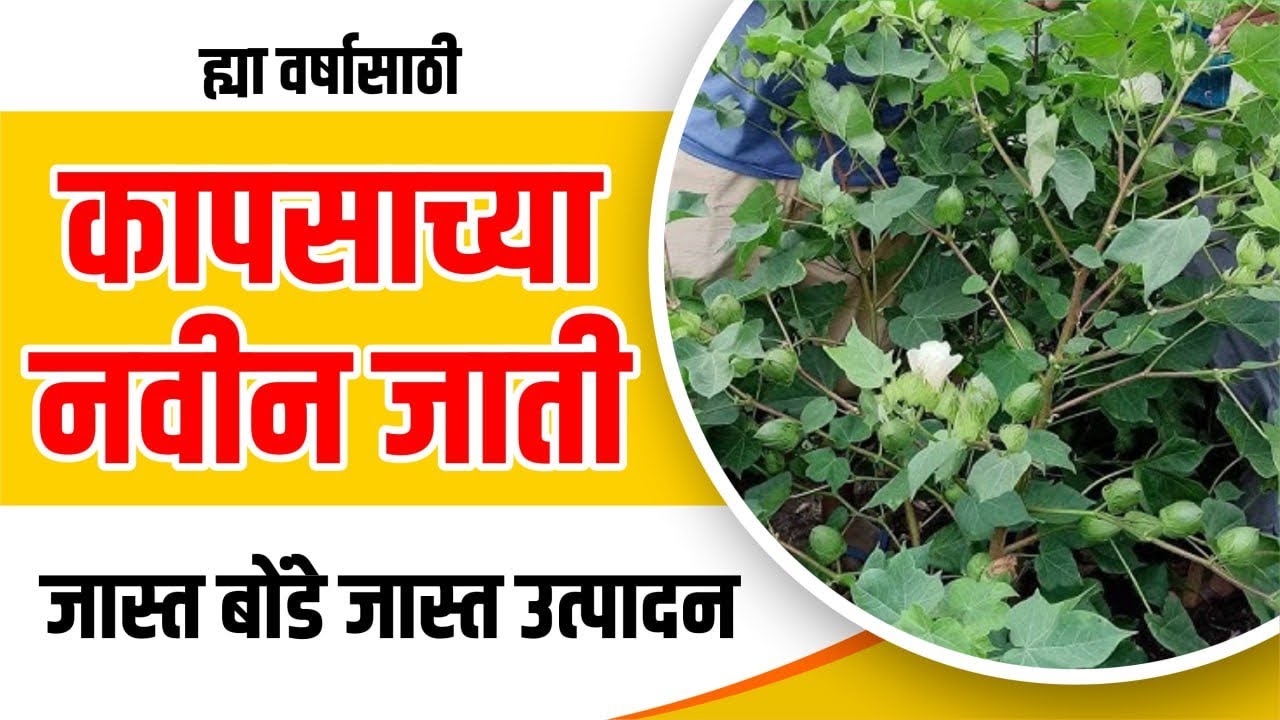 कपसाच्या  नविन  जाती / top cotton variety / Kapus biyane