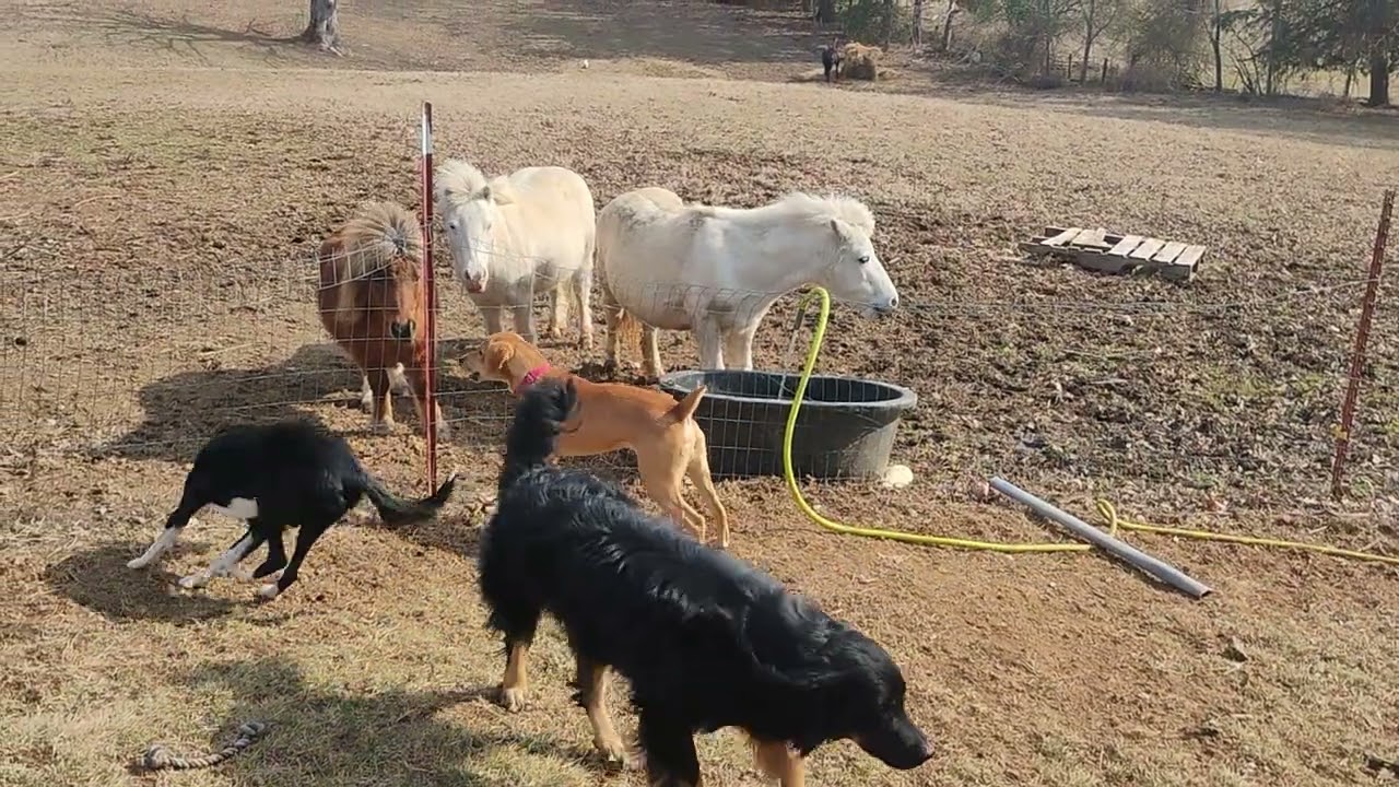 The herding instinct is strong