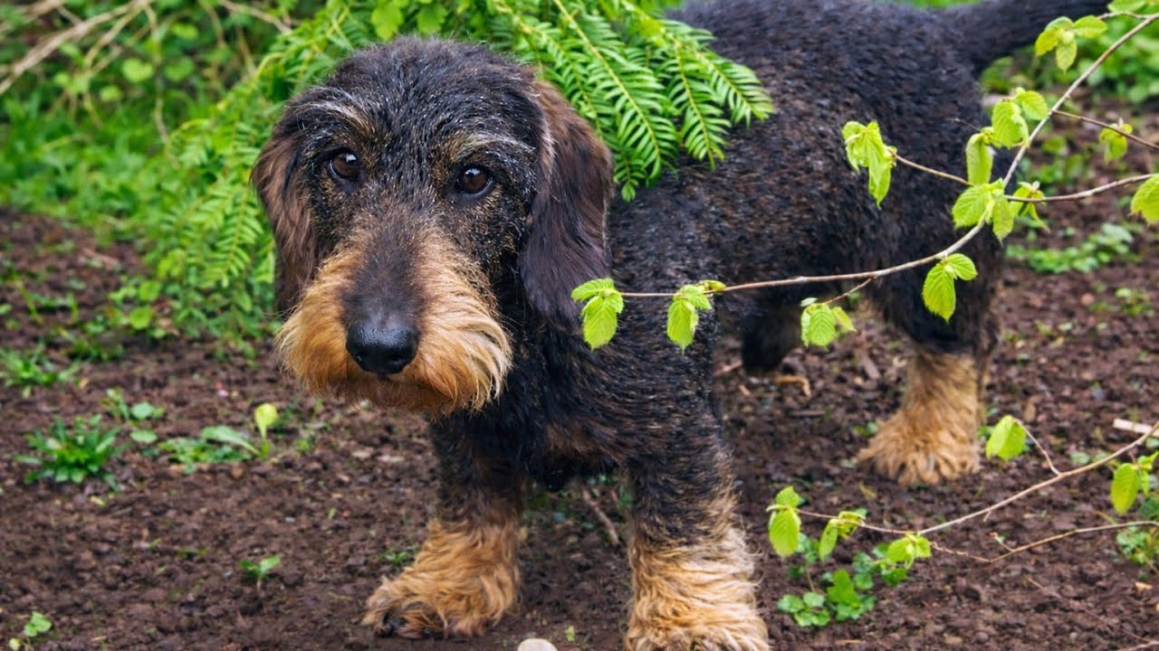 Working Undercover&hellip; 🐾 | Teddy the Dachshund