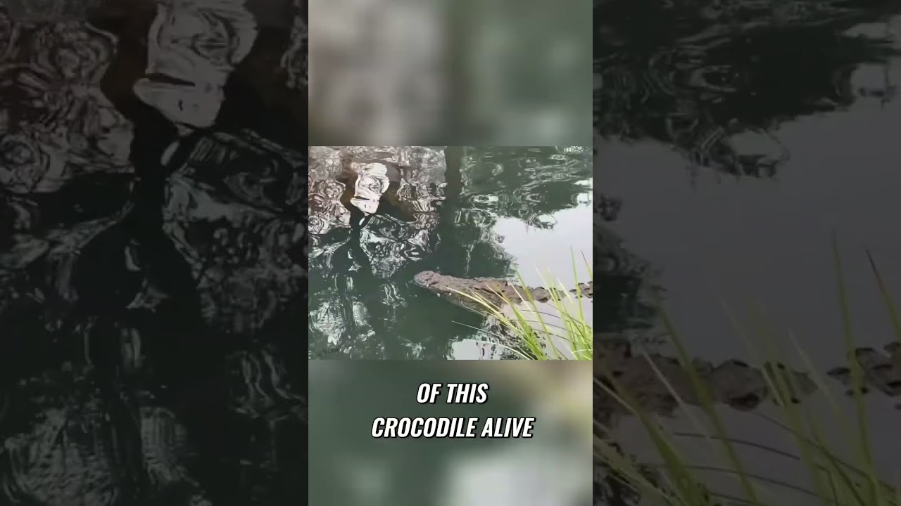 Where is Gustave Now? The Mysterious Crocodile's Fate #shorts