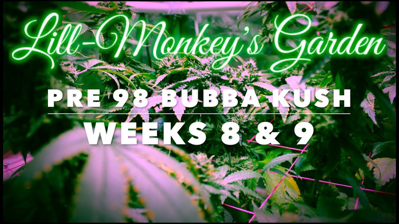 Pre 98 Bubba Kush Grow  Weeks 8 & 9 flush under Viparspectra par450