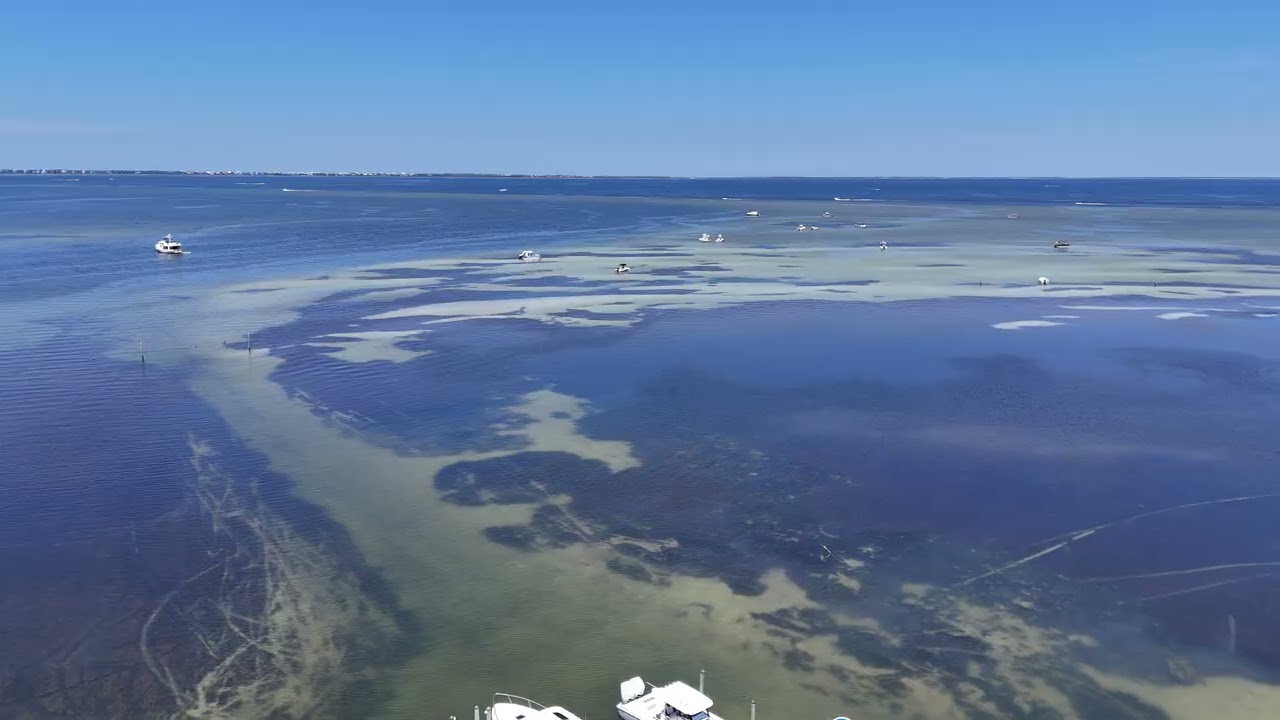 Port St Joe, Florida / St Joseph's Bay Opening Morning Scallop Season 2025