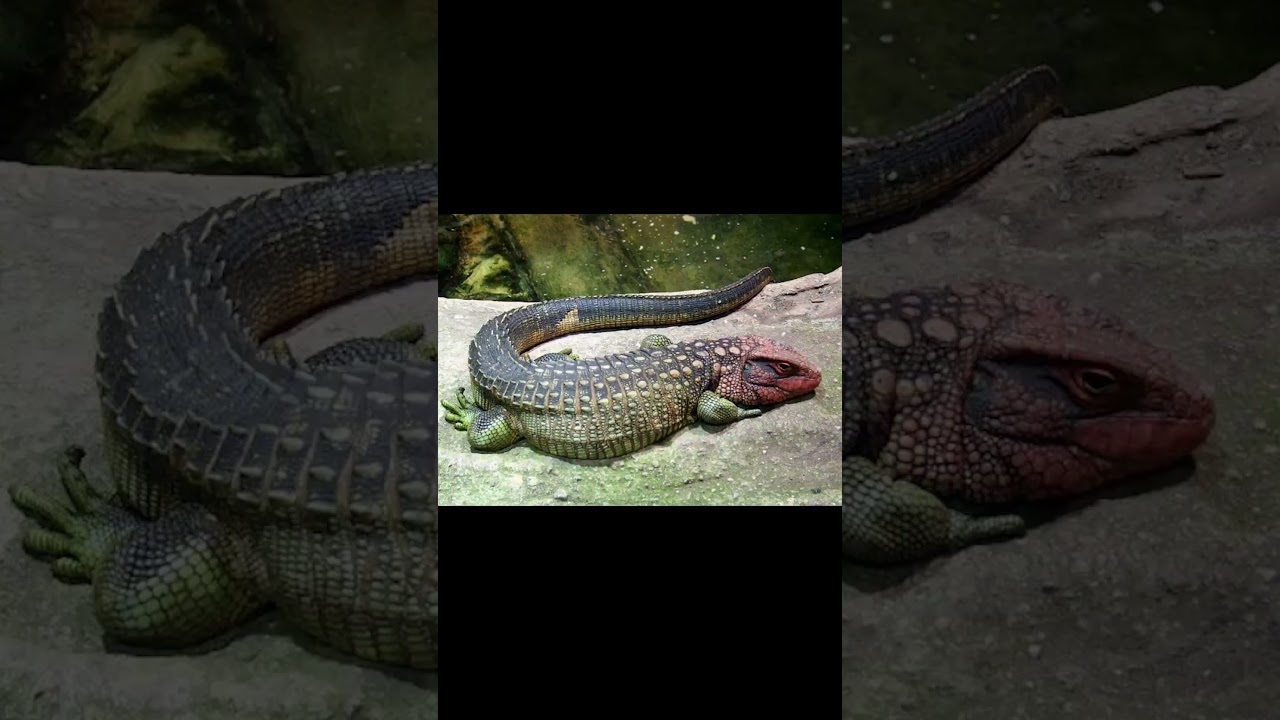 Argentine Black and White Tegu and Northern Caiman Lizard