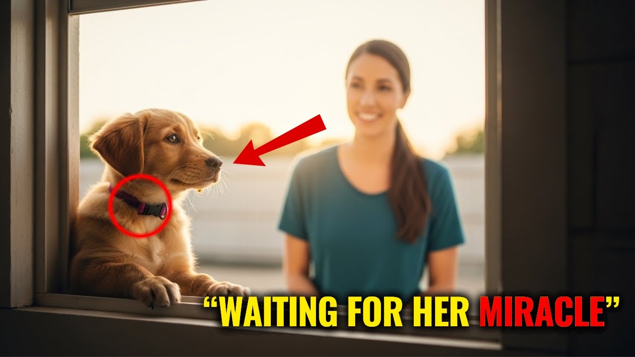 Rescue Puppy Sits by Kennel Window — Then She Arrives