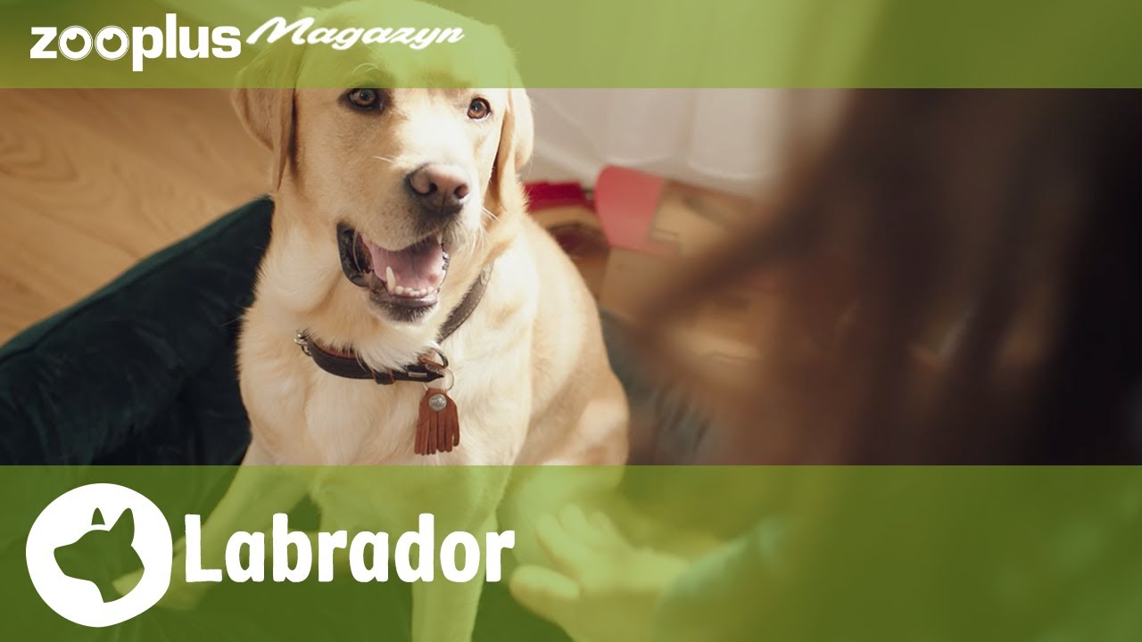 🐶 Labrador Retriever &ndash; Kompletny przewodnik po rasie | zooplus.pl