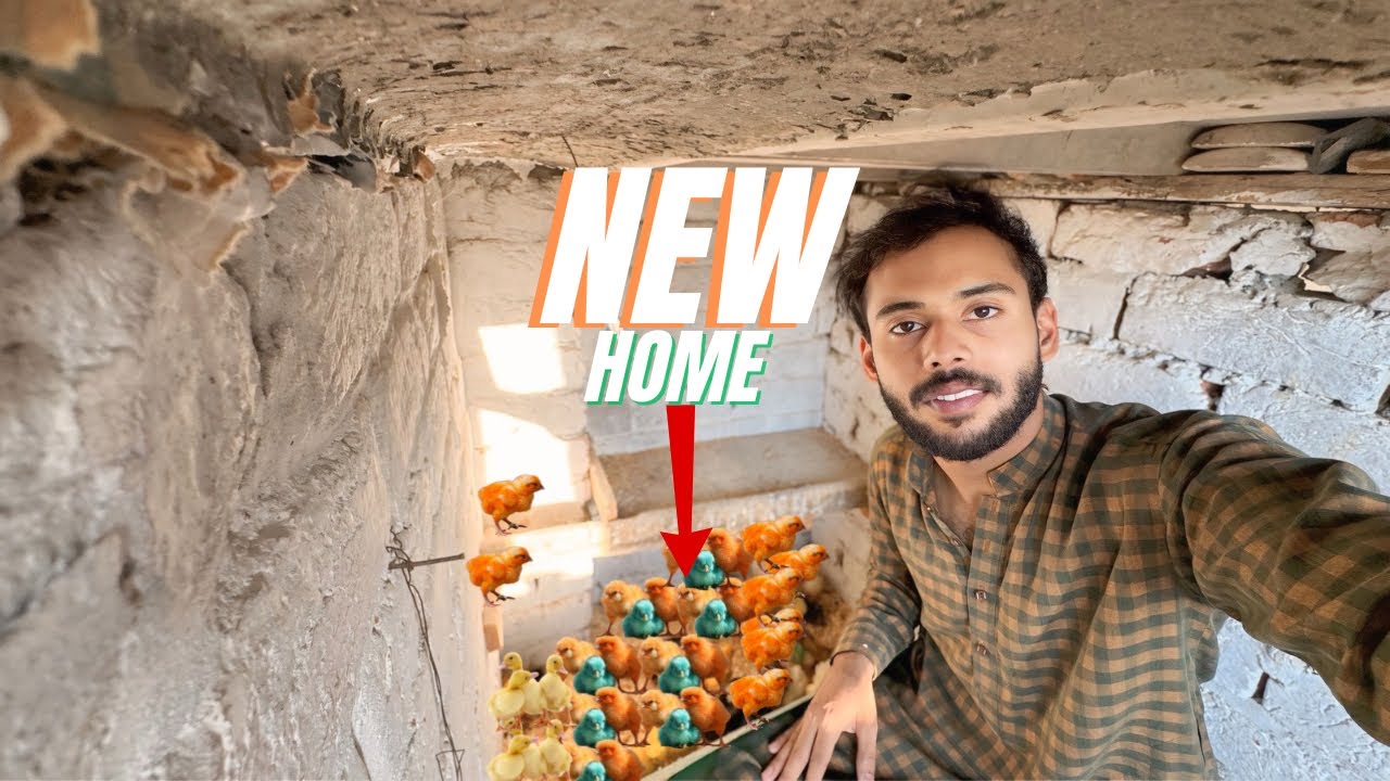 Colourful Chicks Ko New Home Me Shift Krdia 😍
