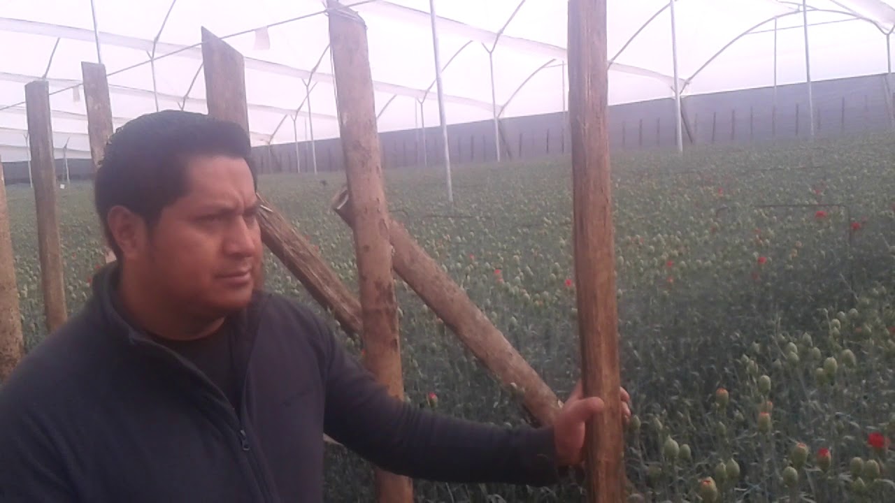 CULTIVO DE CLAVEL EN ECUADOR