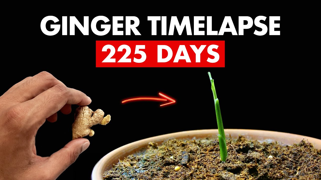 Growing GINGER 🫚 from Grocery Store - 225 Days Time Lapse