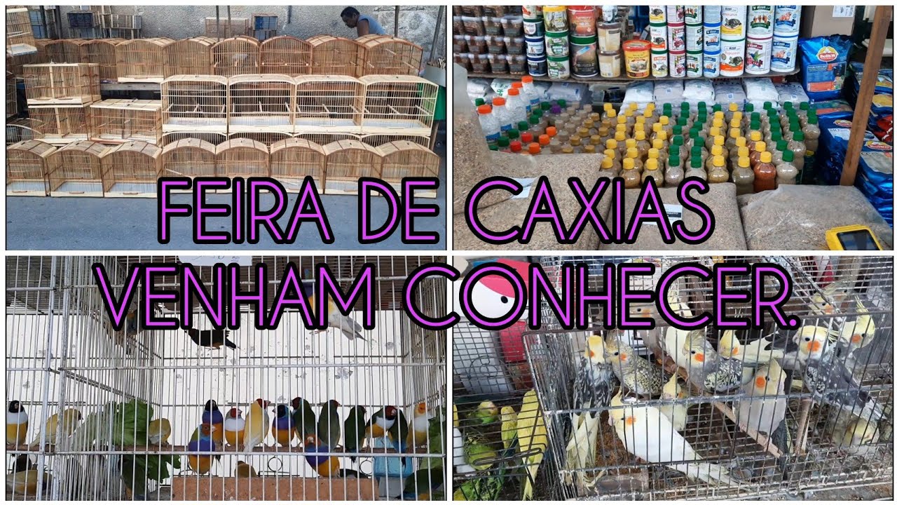 FEIRA DE PASSAROS EM CAXIAS!!
