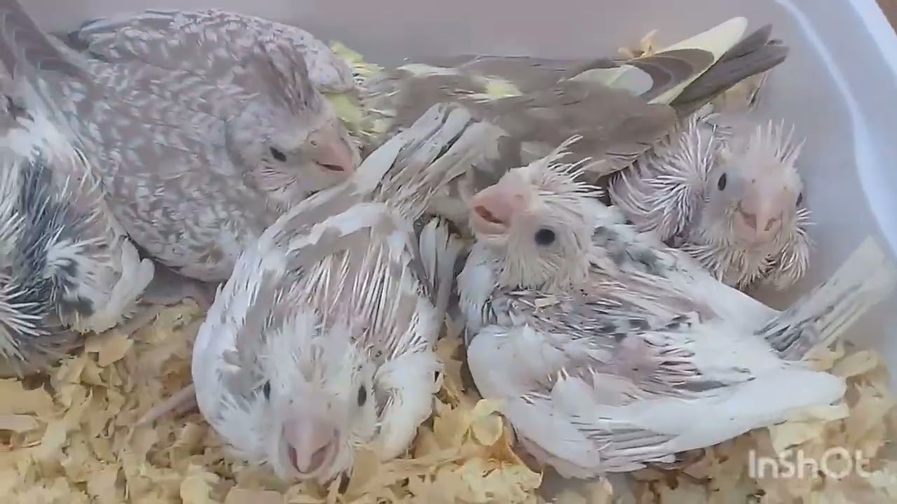 Calopsita de Mossoró.       Meus filhotes com 24 dias 🕊