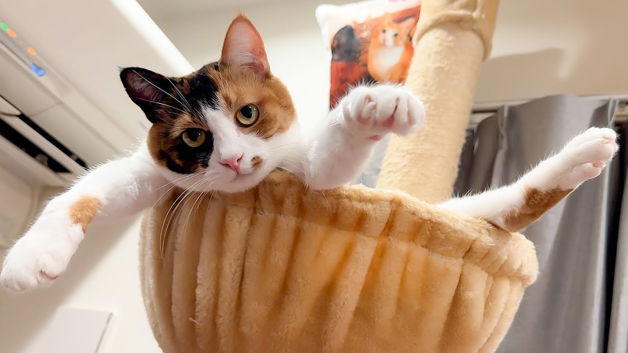 うちの三毛猫の寝相が悪すぎて全ての足が投げ出されてる件について…