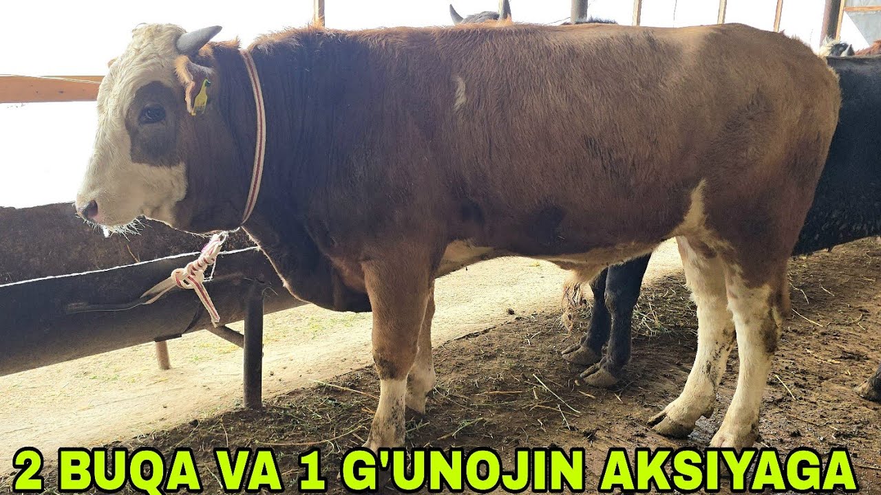 ULUG'BEK akadan aksiya kutgan akalarimiz uchun buqalar va g'unajinlar 20 января 2026 г.